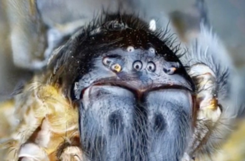 Fobias - a verdade por trás do mito